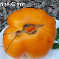 Orange Giant